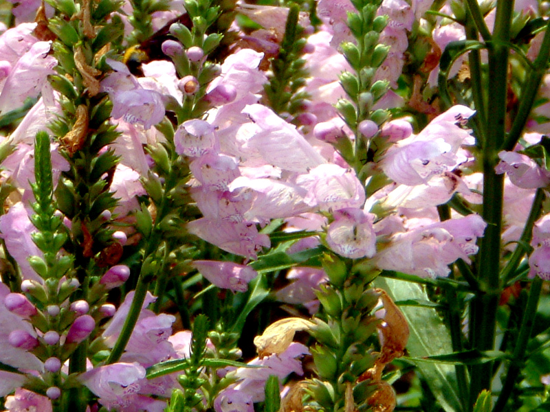 Physostegia virginiana