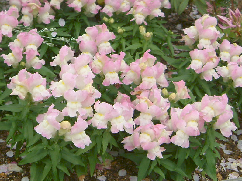 Snapdragon 'Lavella Rose'