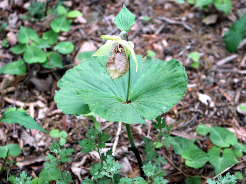 Cypripedium japonicum