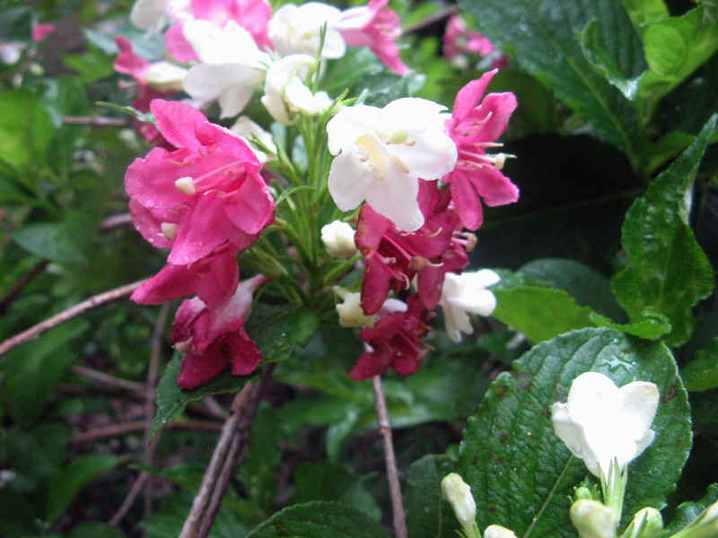 箱根錦帶花