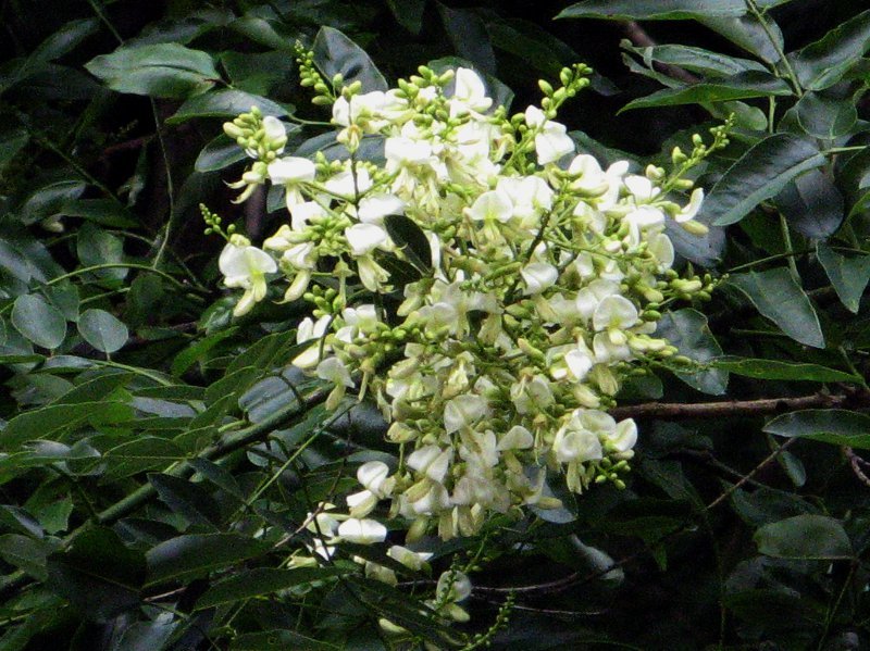 Japanese Pagoda Tree