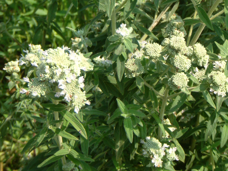 マウンテンミント Pycnanthemum Pilosum かぎけん花図鑑