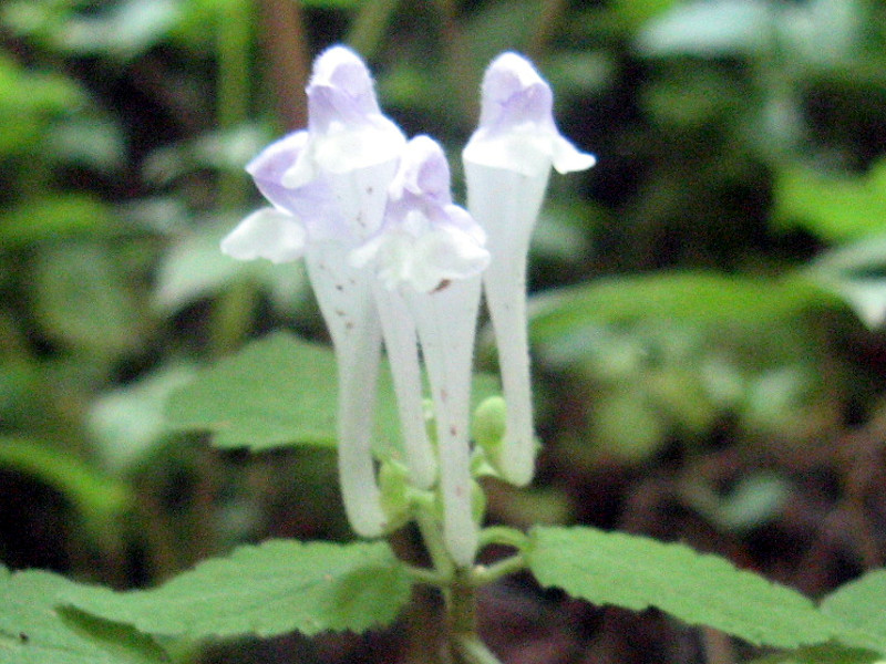 Scutellaria brachyspica