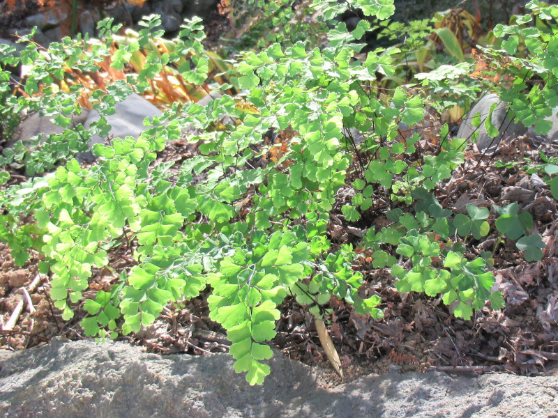 Adiantum Adiantum Flower Database