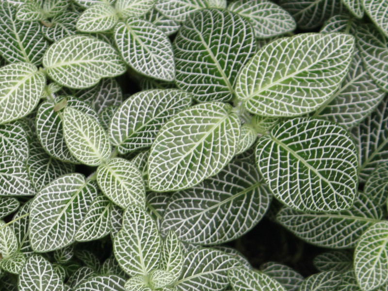 Fittonia albivenis