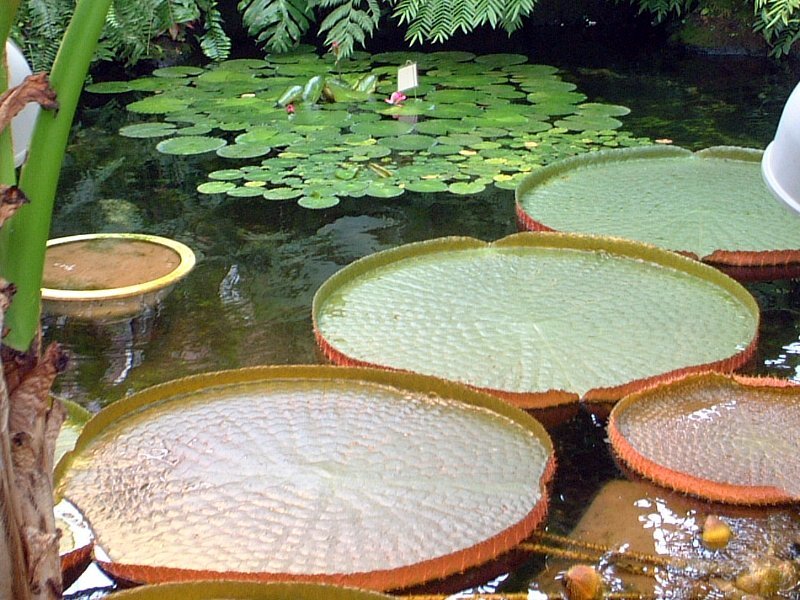 すいれんオオオニバスの苗B - 水生植物