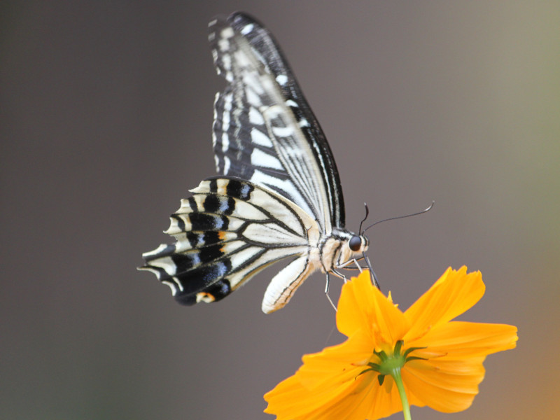 Cosmos sulphureus