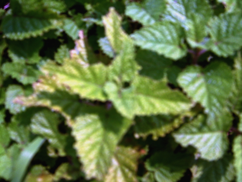 Lemon Balm