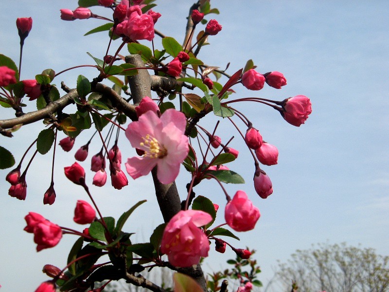 ハナカイドウ Malus Halliana かぎけん花図鑑