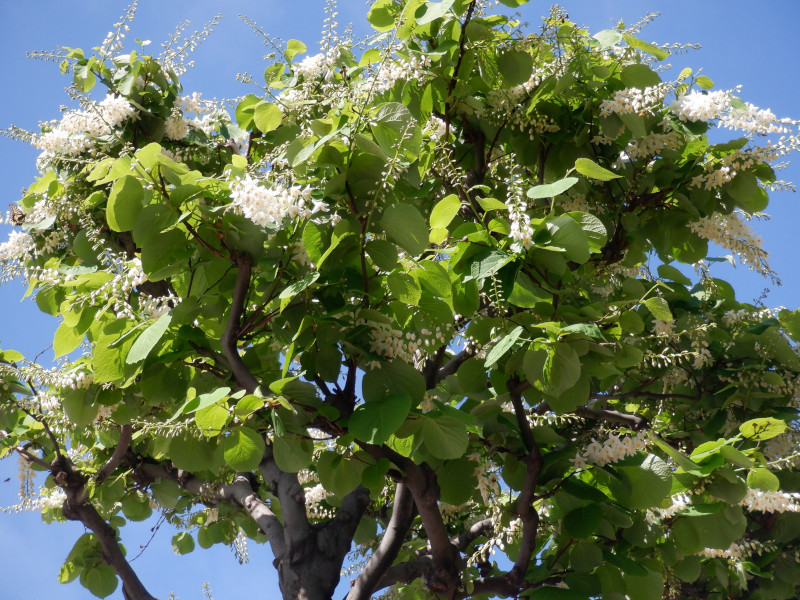 Styrax obassia