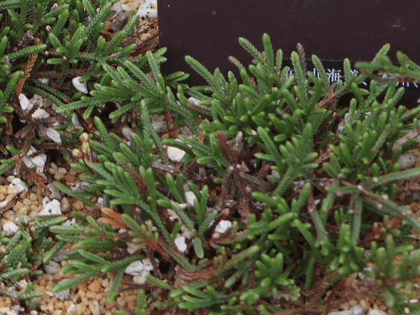 Clubmoss mountain heather