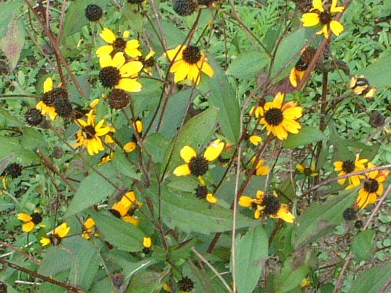 ルドベキア トリロバ Rudbeckia Triloba L かぎけん花図鑑