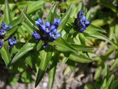 Gentiana cruciata