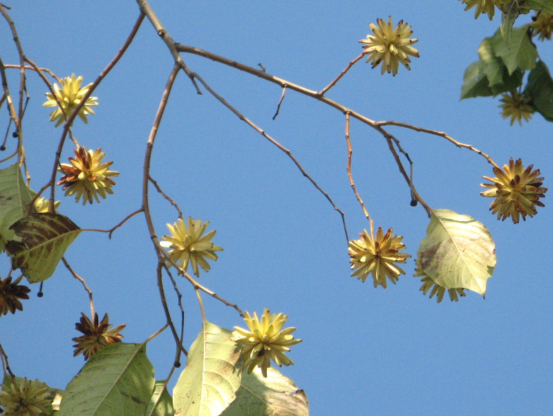 drought Lotus tree