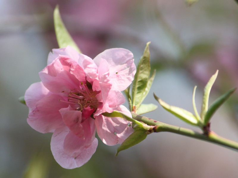 モモ Amygdalus Persica かぎけん花図鑑