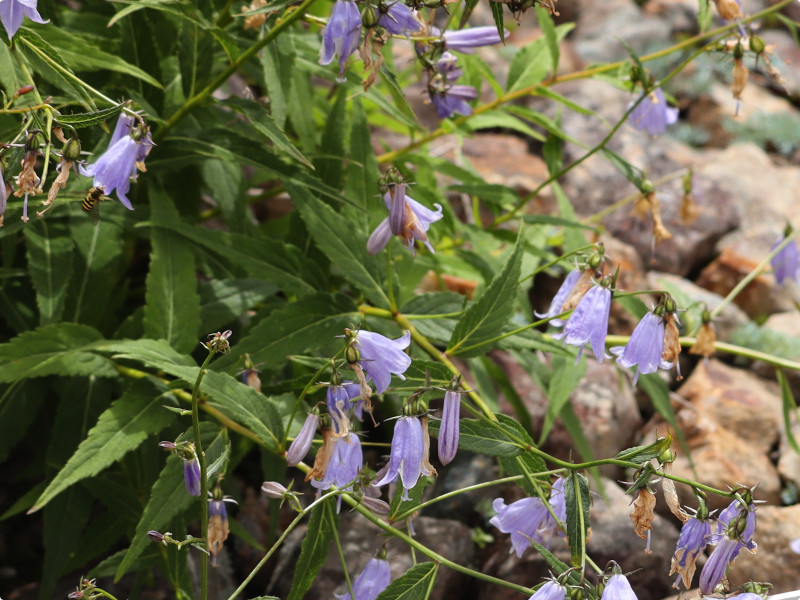 姫沙参(A. nikoensis)