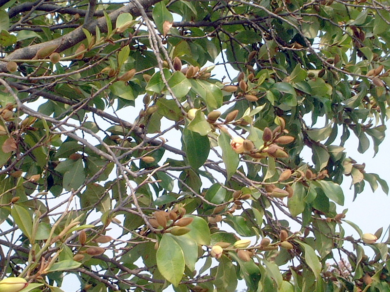 Michelia compressa