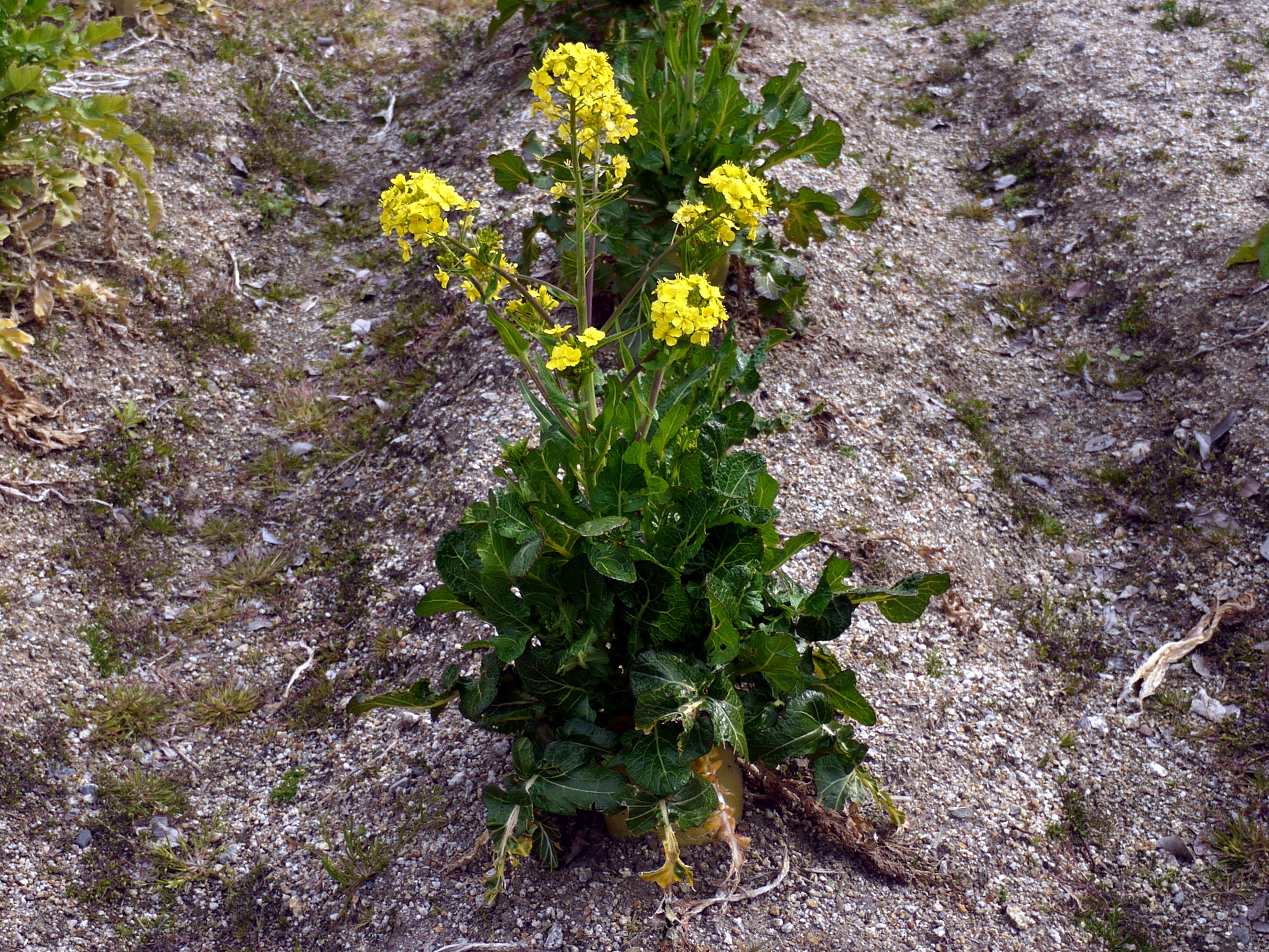 佐波賀芜菁 Brassica Rapa Var Rapa Sabaka 科技研花图画书