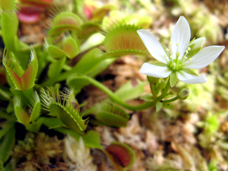 Dionaea muscipula