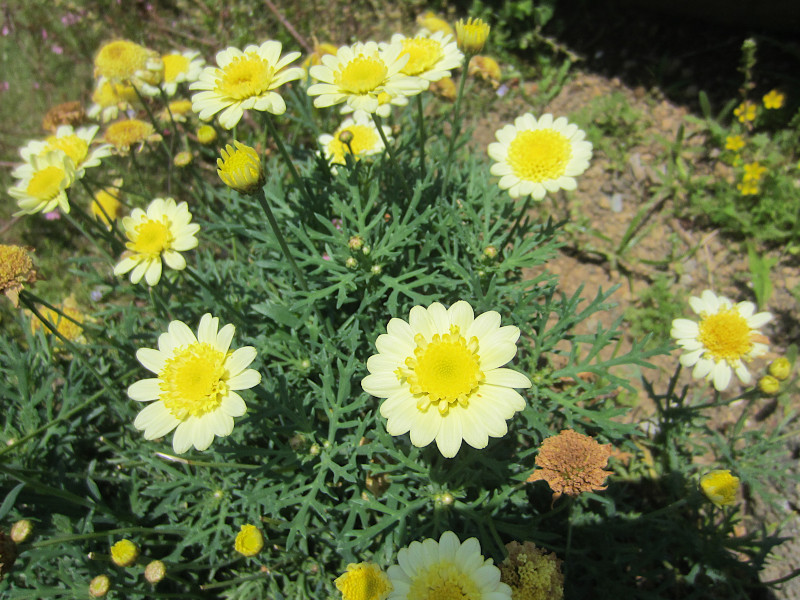 Marguerite