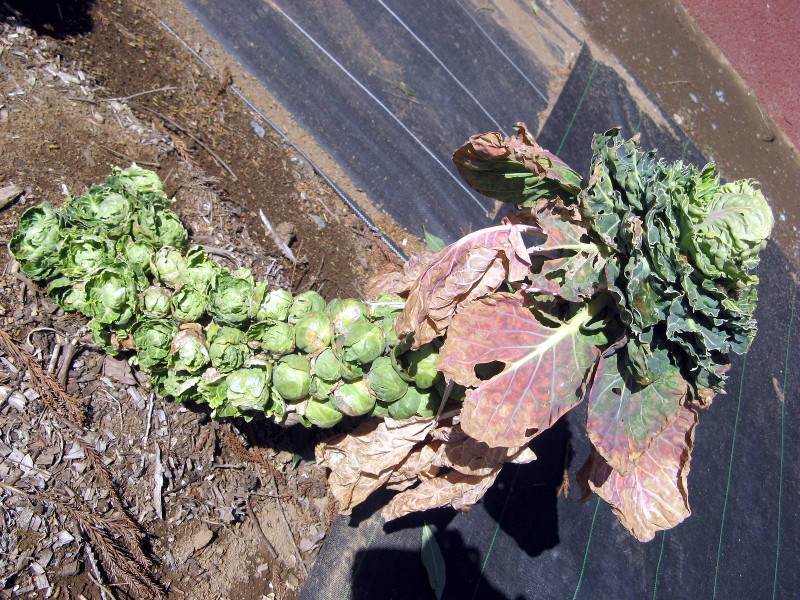 Brussels sprouts