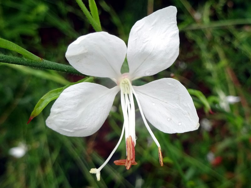 Gaura lindheimeri