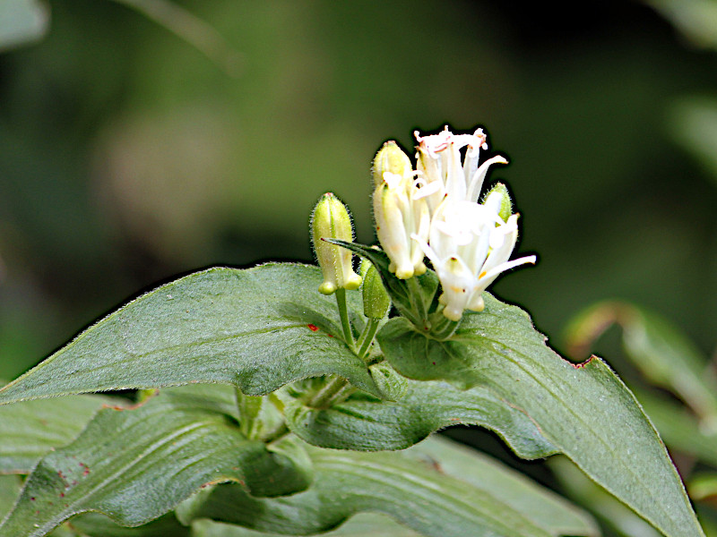 日本白花油点草