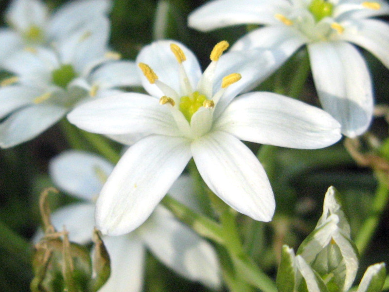 Ornithogalum narbonense