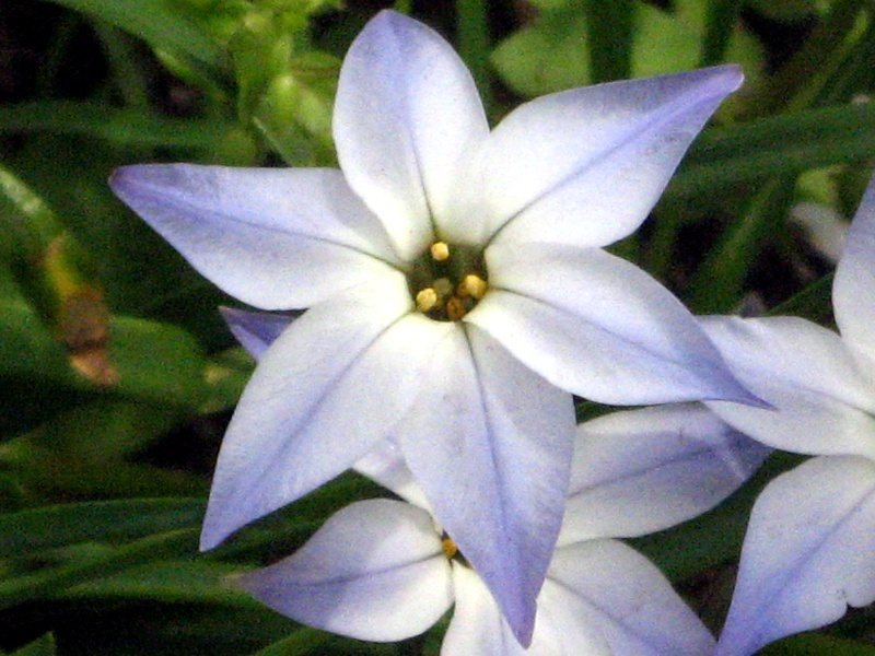 ハナニラ Ipheion Uniflorum かぎけん花図鑑