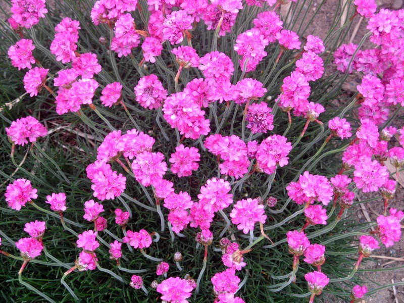 アルメリア マリチマ Armeria Maritima かぎけん花図鑑