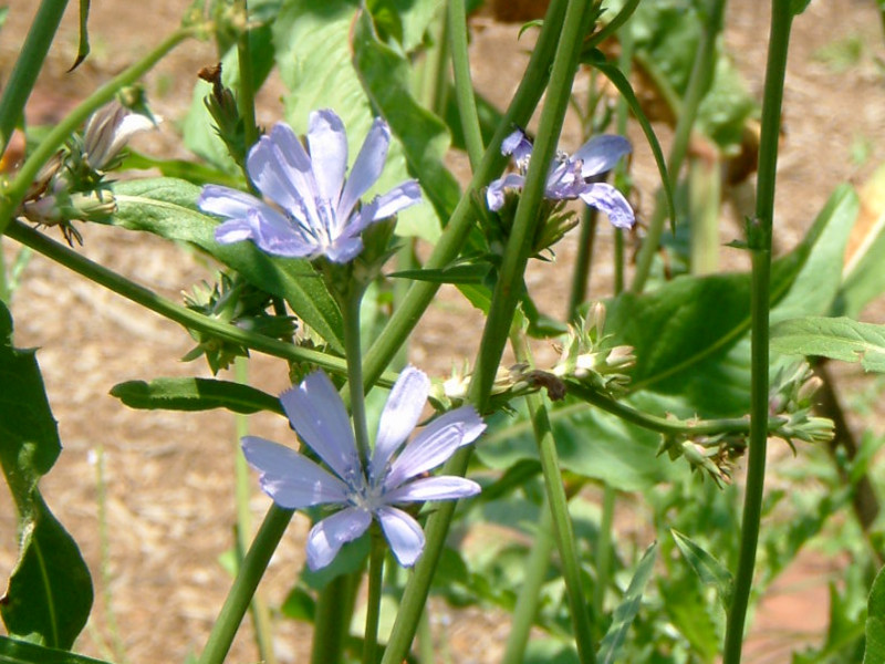 Cichorium intybus