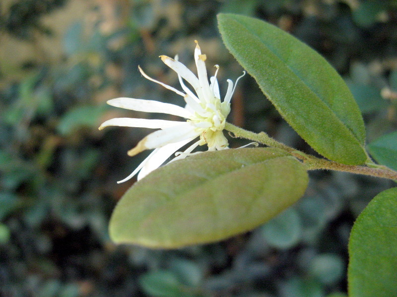 Loropetalum 