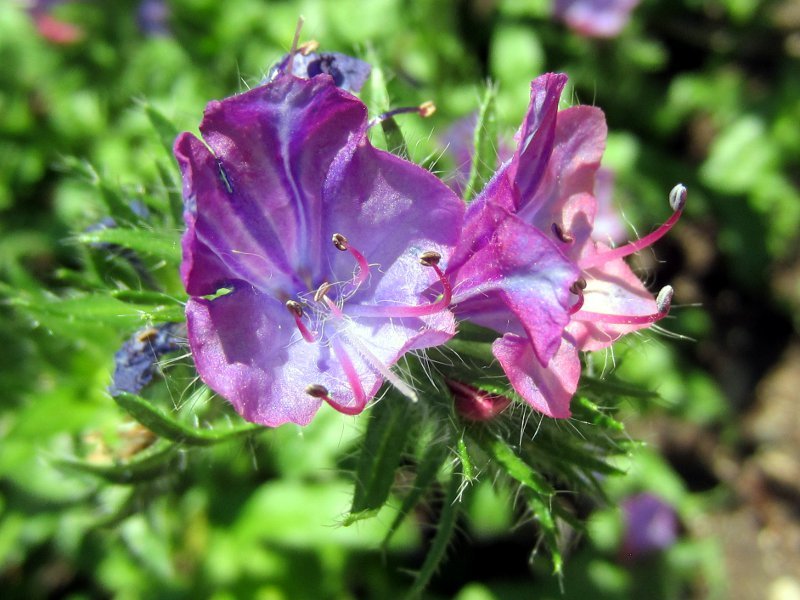 シャゼンムラサキ | Echium plantagineum | かぎけん花図鑑