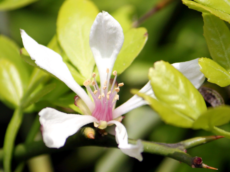 Trifoliate orange