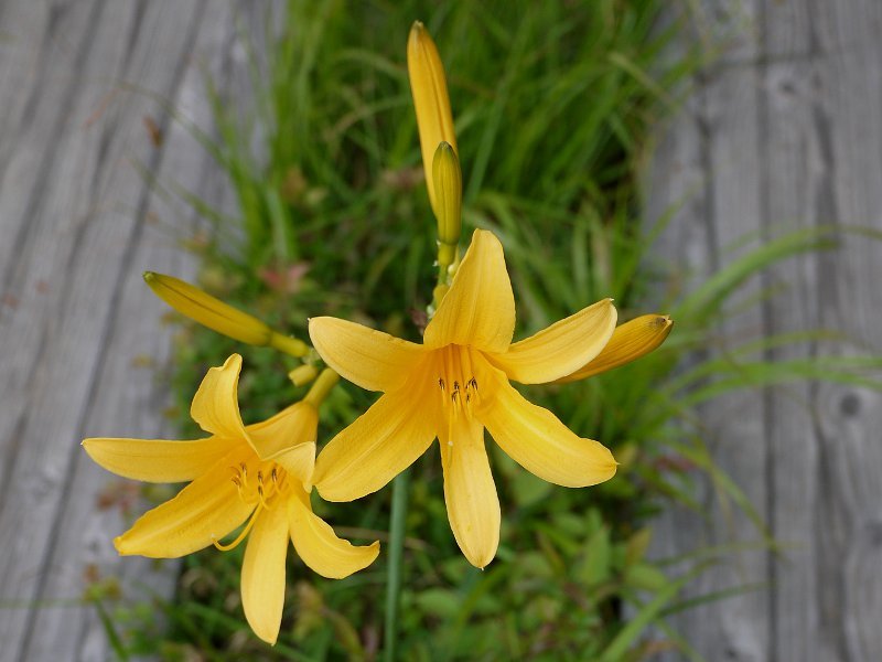 Day lily