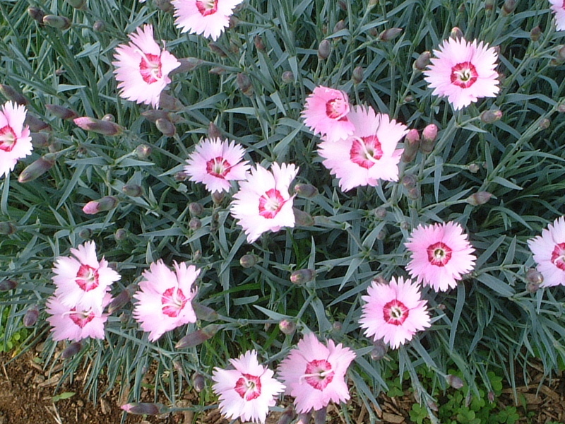 タツタナデシコ Dianthus Plumarius かぎけん花図鑑