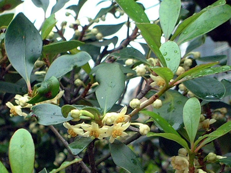 モッコク Ternstroemia Gymnanthera かぎけん花図鑑