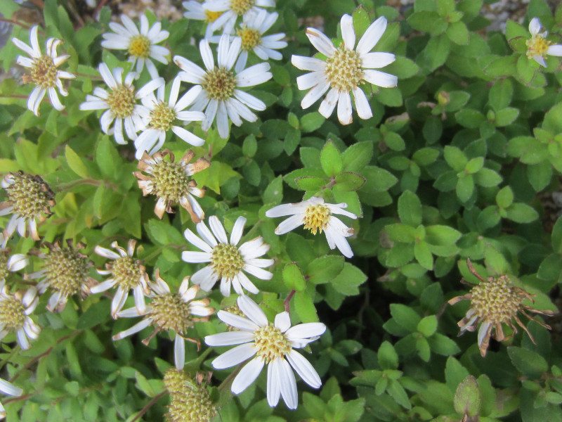 Aster viscidulus