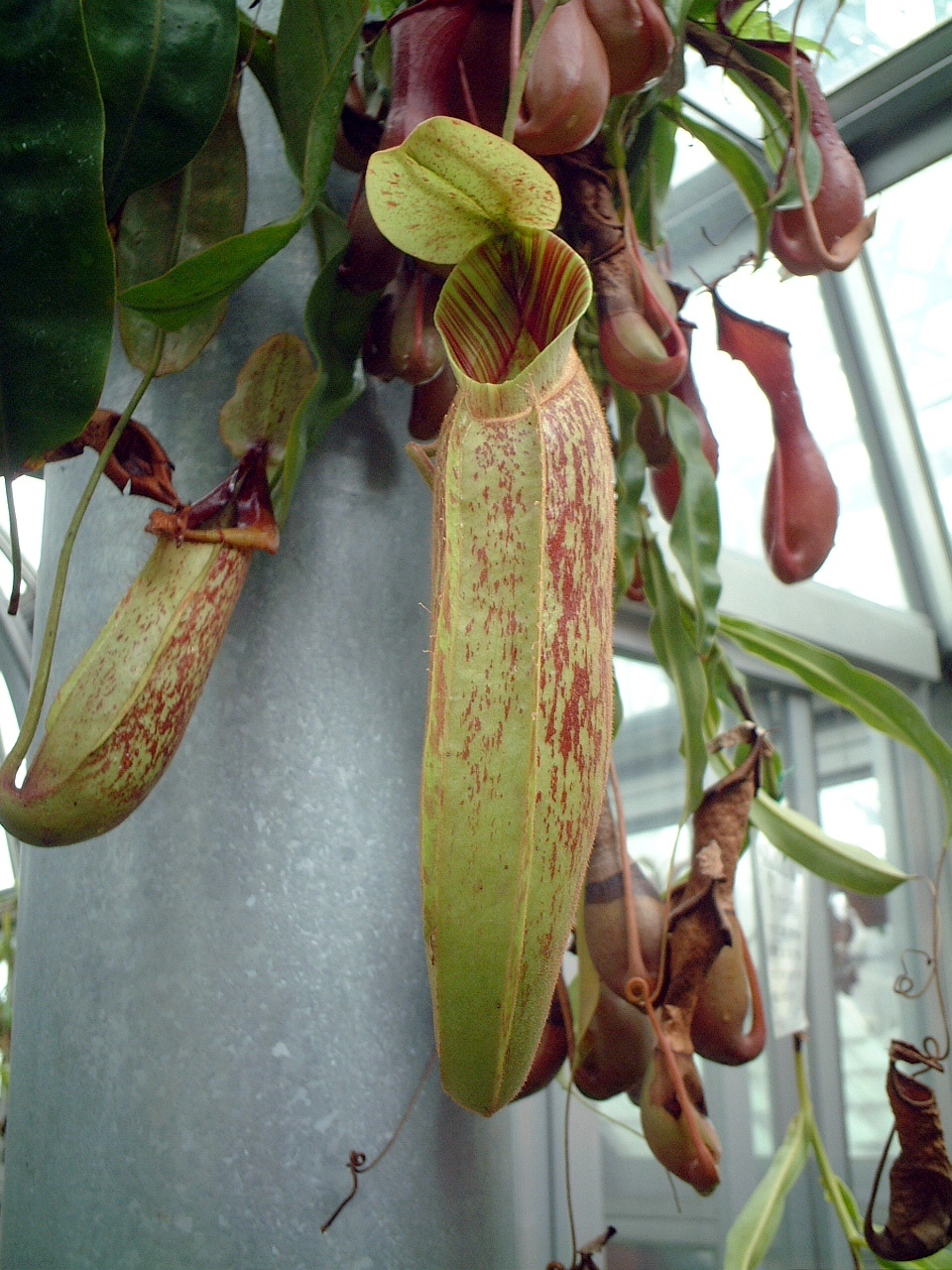 ウツボカズラ Nepenthes Rafflesiana かぎけん花図鑑