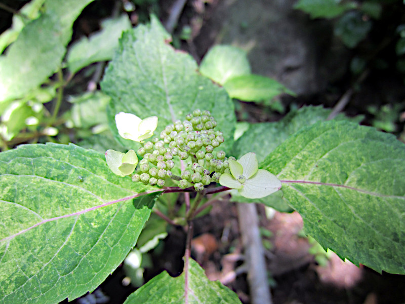 Hydrangea serrata ‘Beniyama'