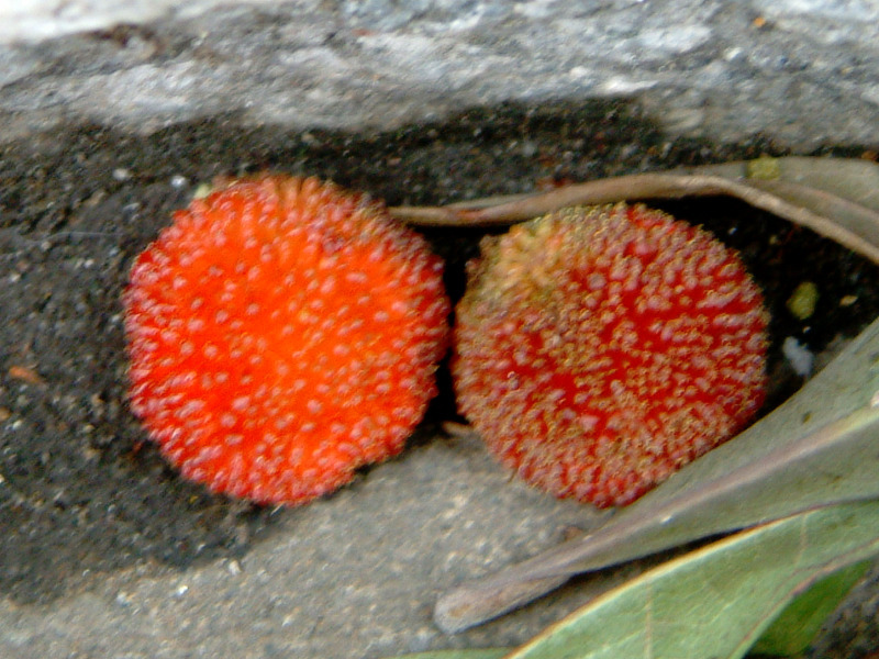 Myrica rubra