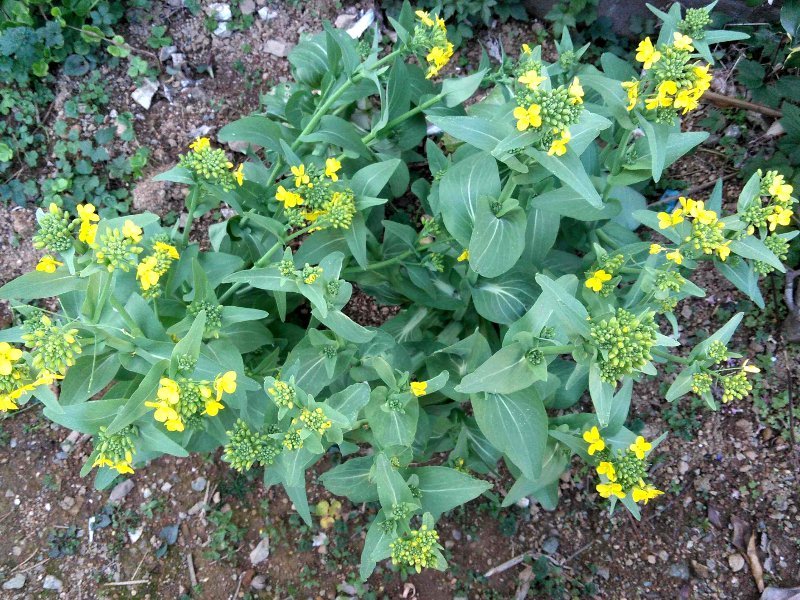 チンゲンサイ Brassica Chinensis L かぎけん花図鑑