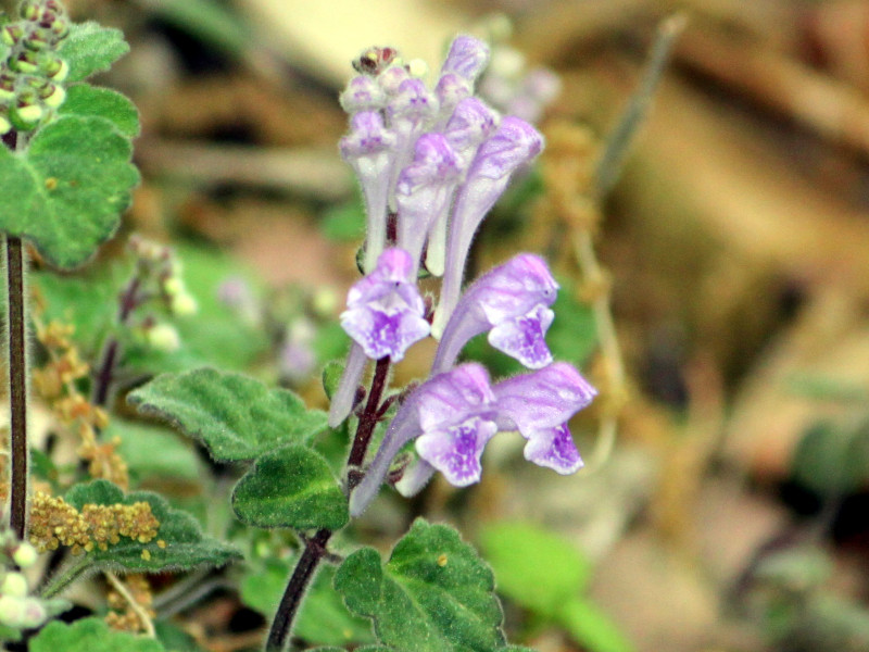 Scutellaria indica