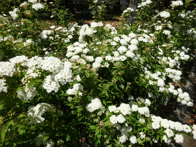 Reeve's spiraea