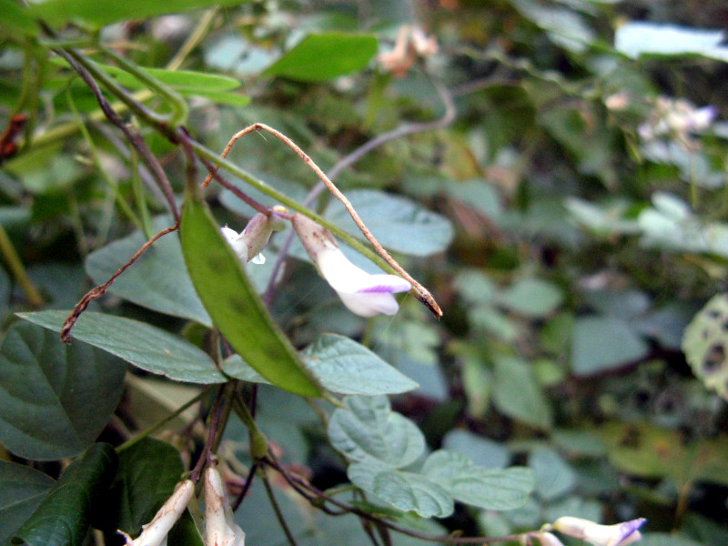 Chinese hog-peanut