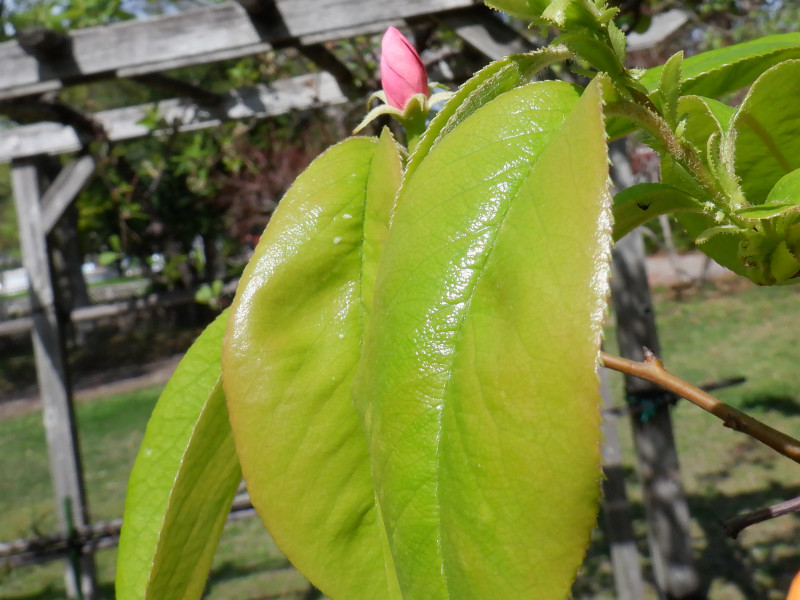 Chinese quince