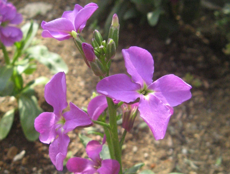 garden stock