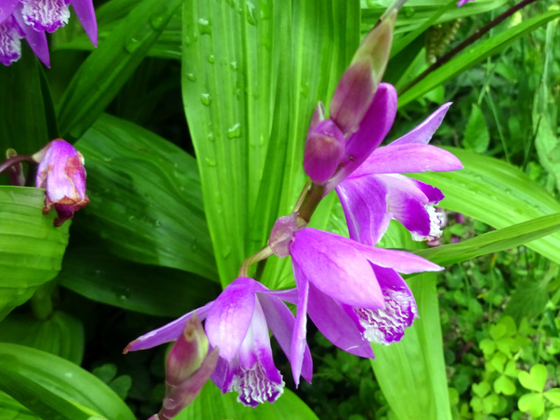 Bletilla striata 