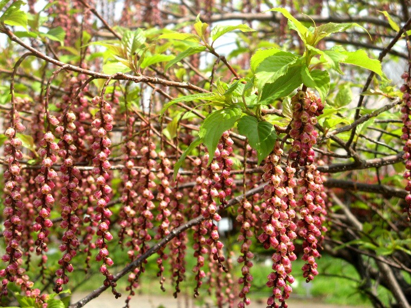 キブシ Stachyurus Praecox かぎけん花図鑑