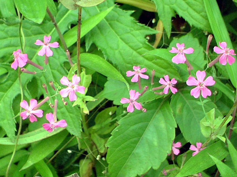 ムシトリナデシコ Silene Armeria かぎけん花図鑑